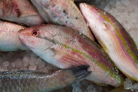 Deptford Market fish